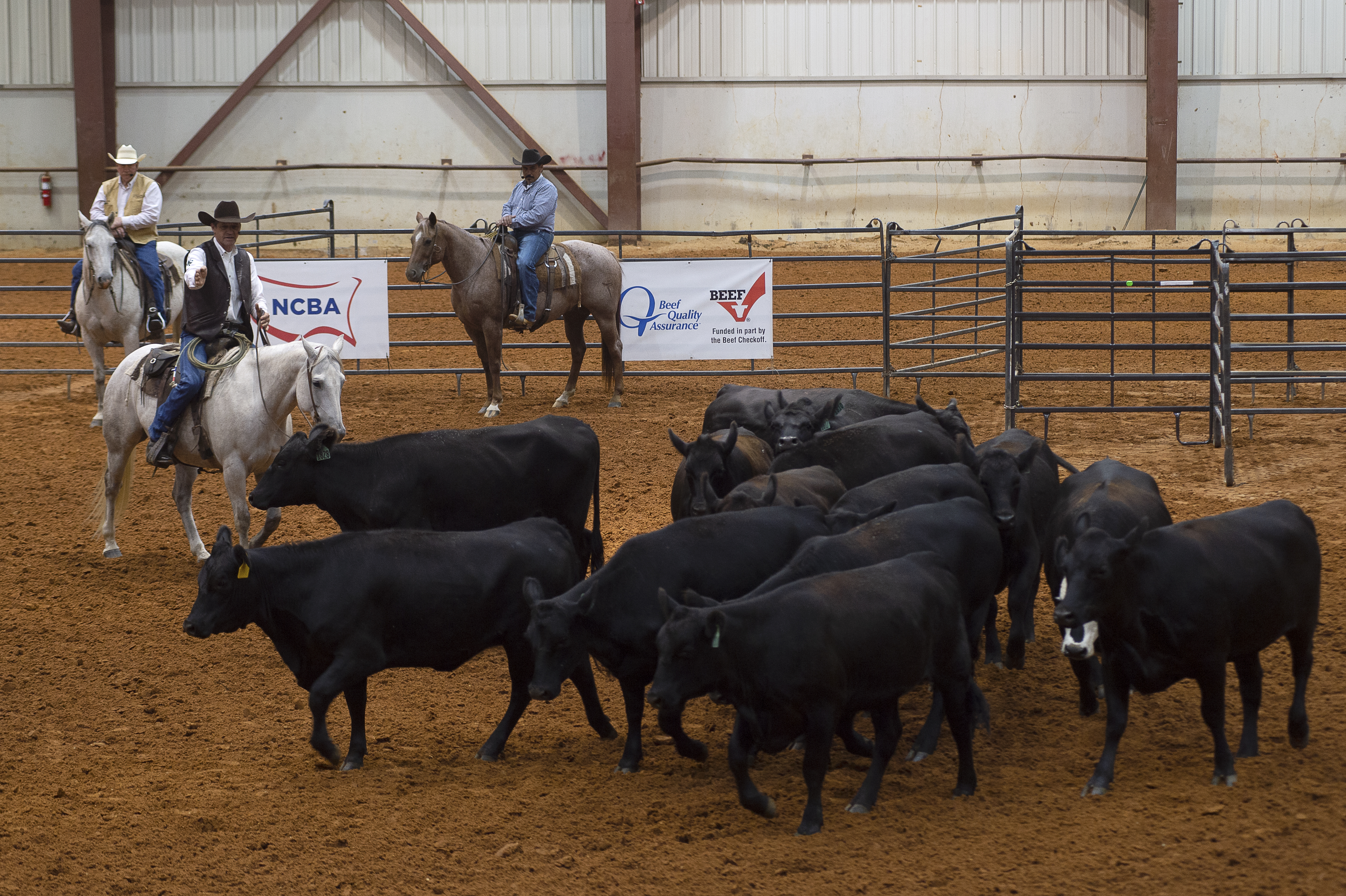 moving cattle on horseback.jpg thumbnail